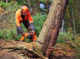 Professional Tree Removal and Landscaping Services in Oak Valley, NJ